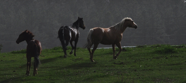 horses running in pasture, Echo Basin Road